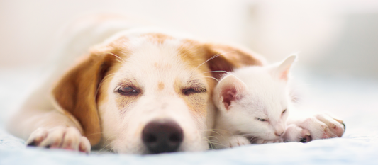 Comment bien choisir un coussin pour son chien ? Les 5 vrais critères à connaître