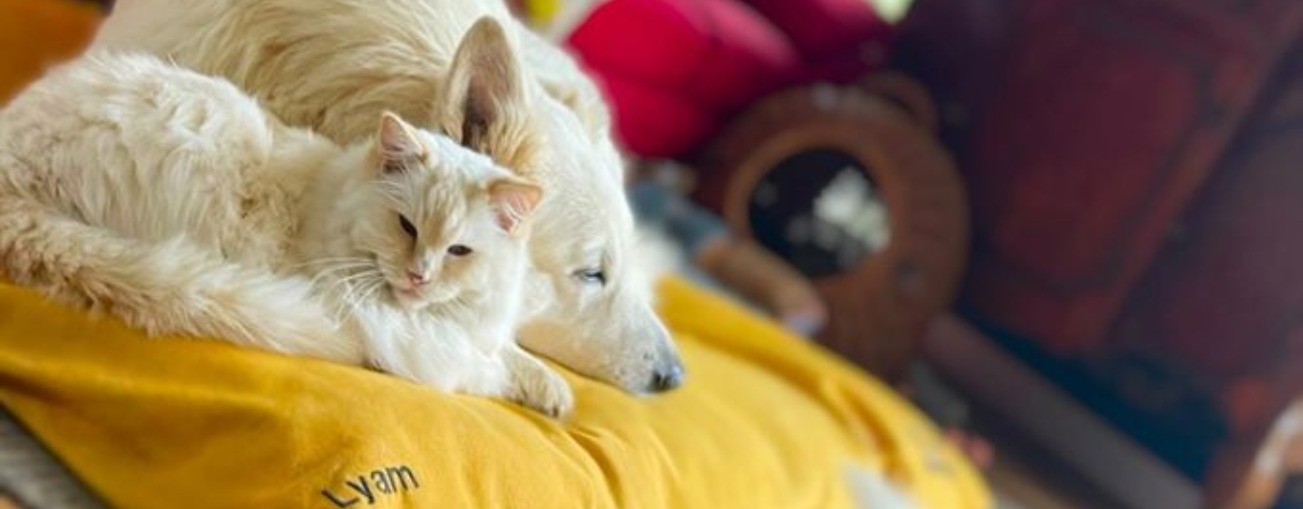 Comment choisir le meilleur coussin pour votre chien ?