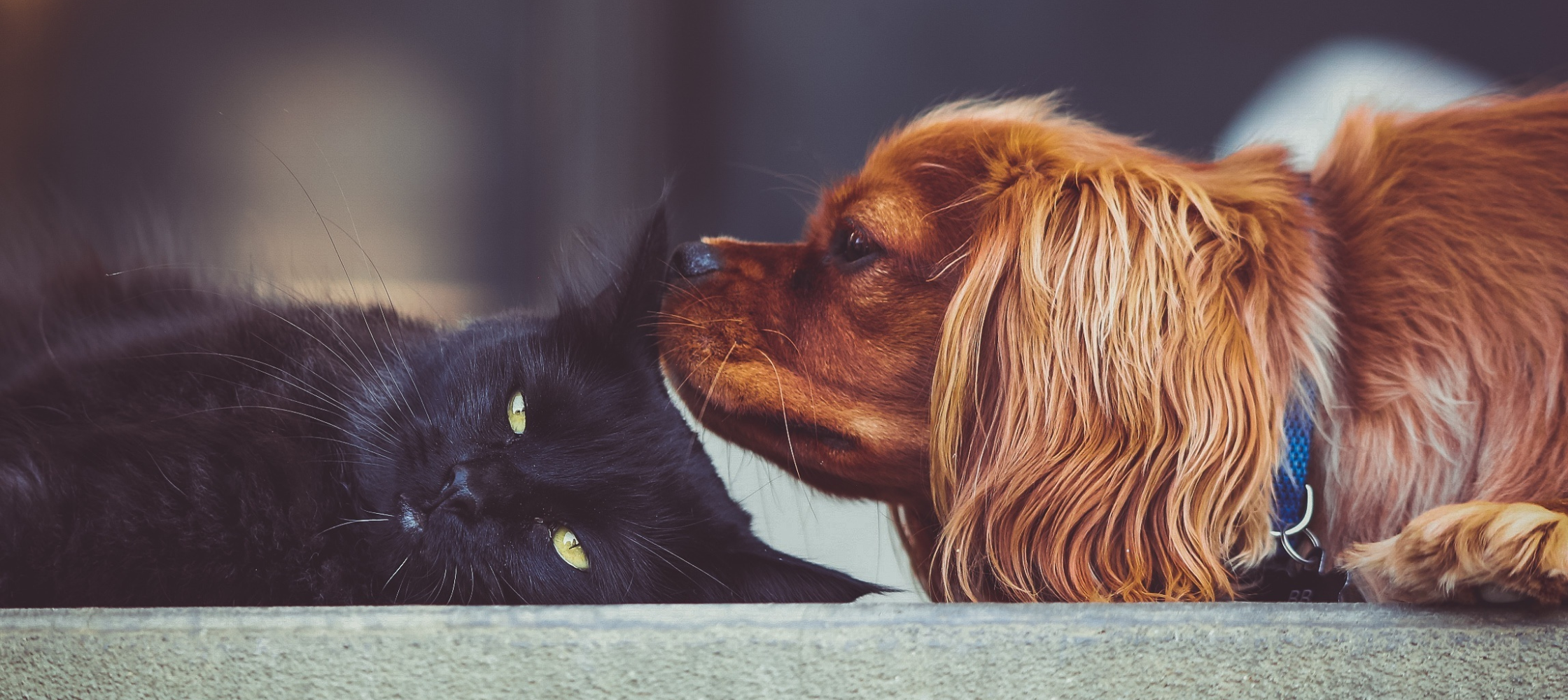La cohabitation entre chien et chat
