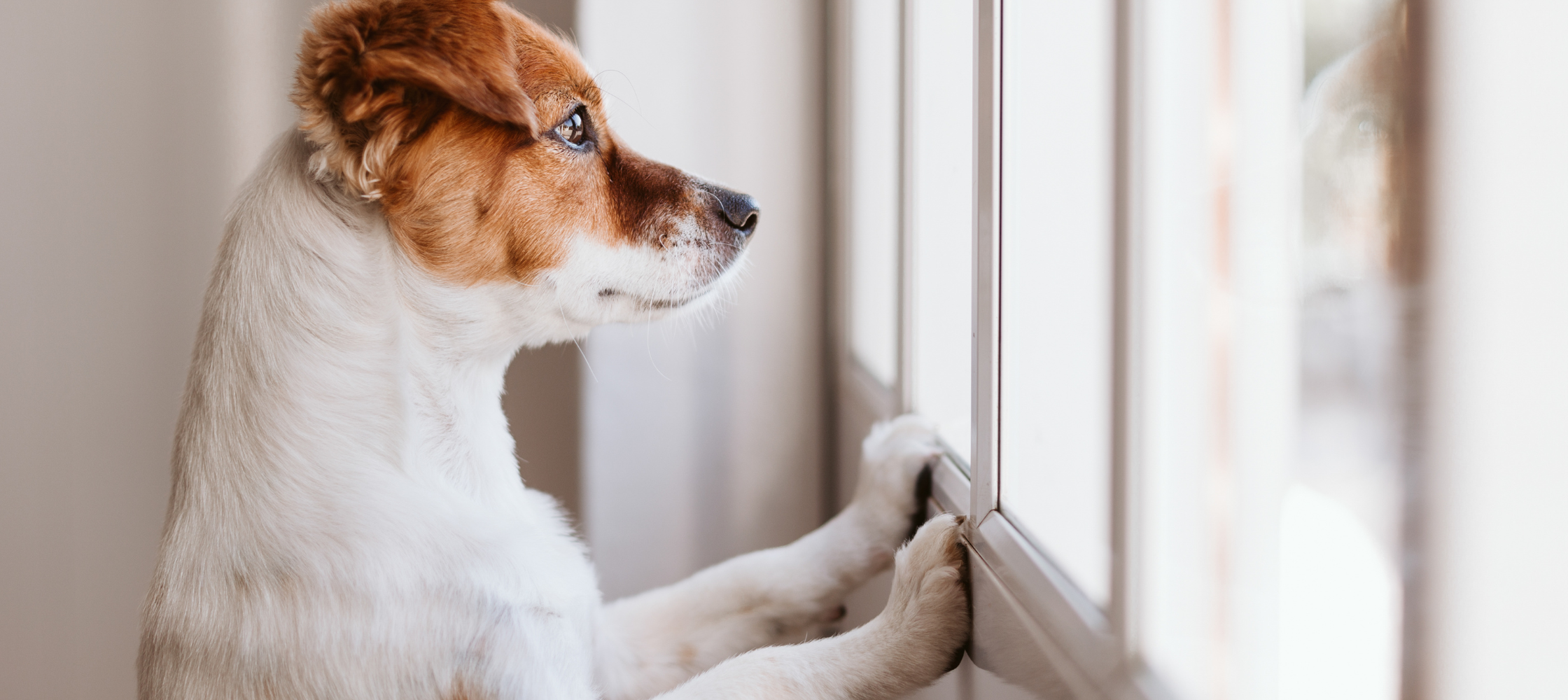 La Perception du Temps chez les chiens : Une relation unique avec le temps