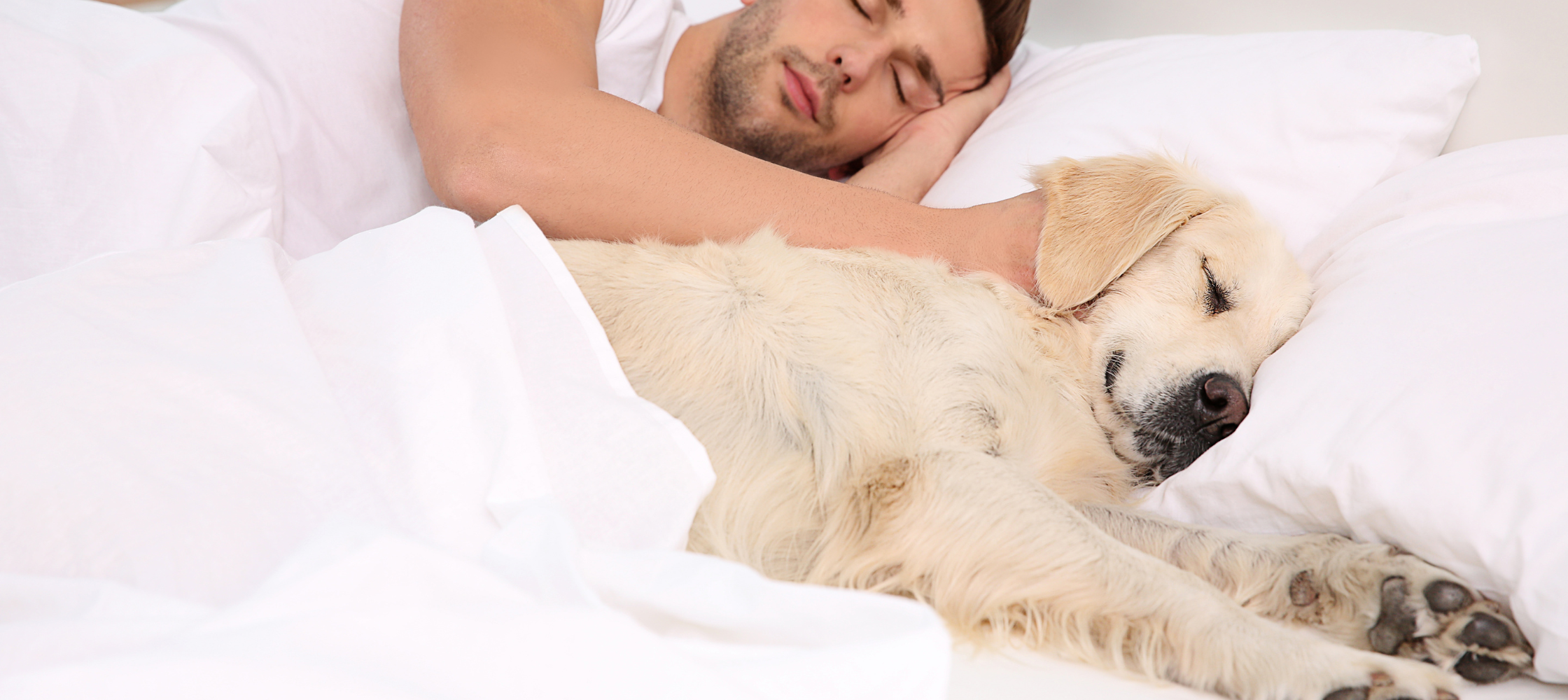 Mon chien ne dort pas dans son panier.