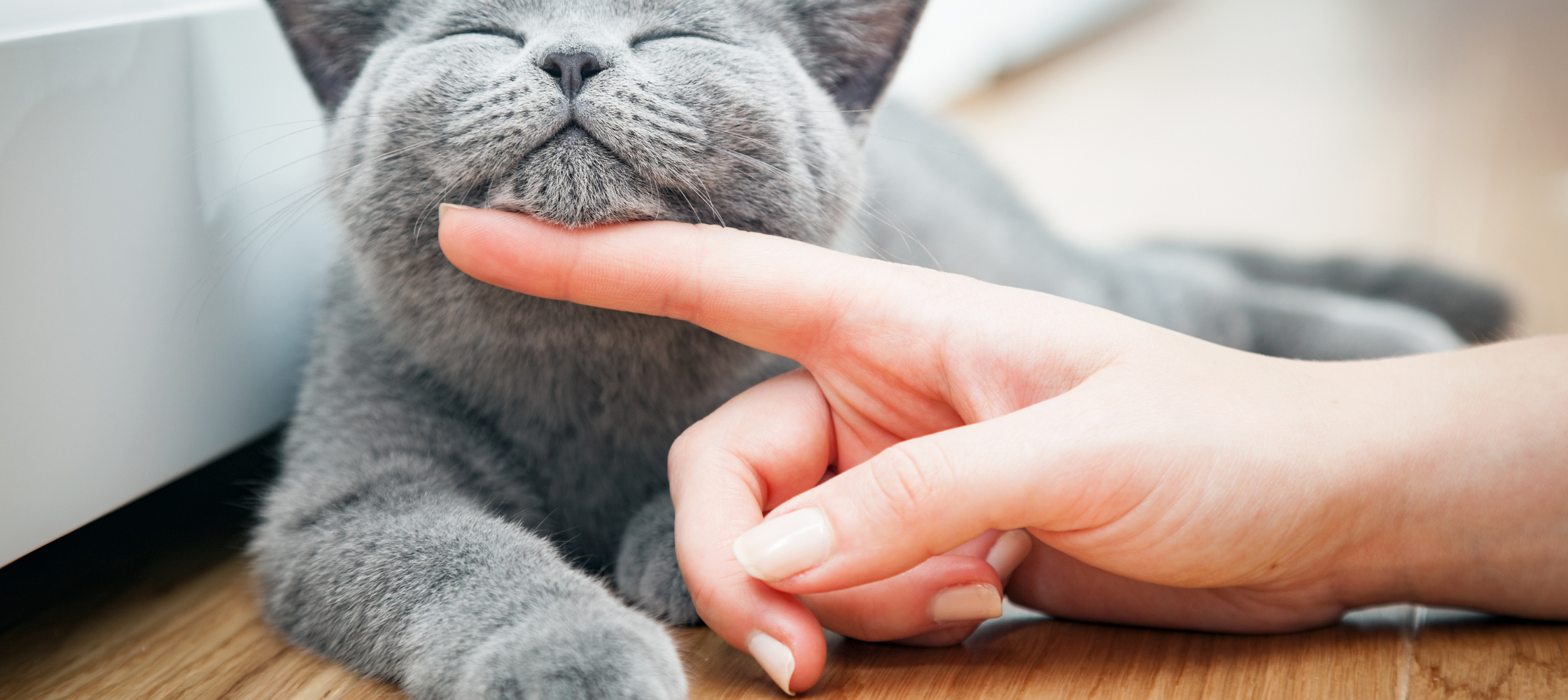 Le mystère du ronronnement des chats : Bien-être ou communication ?