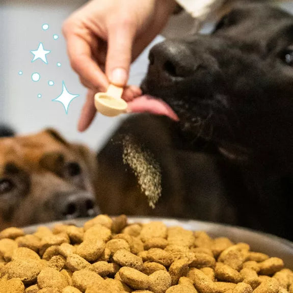 Croissance, complément alimentaire pour chiots et chatons