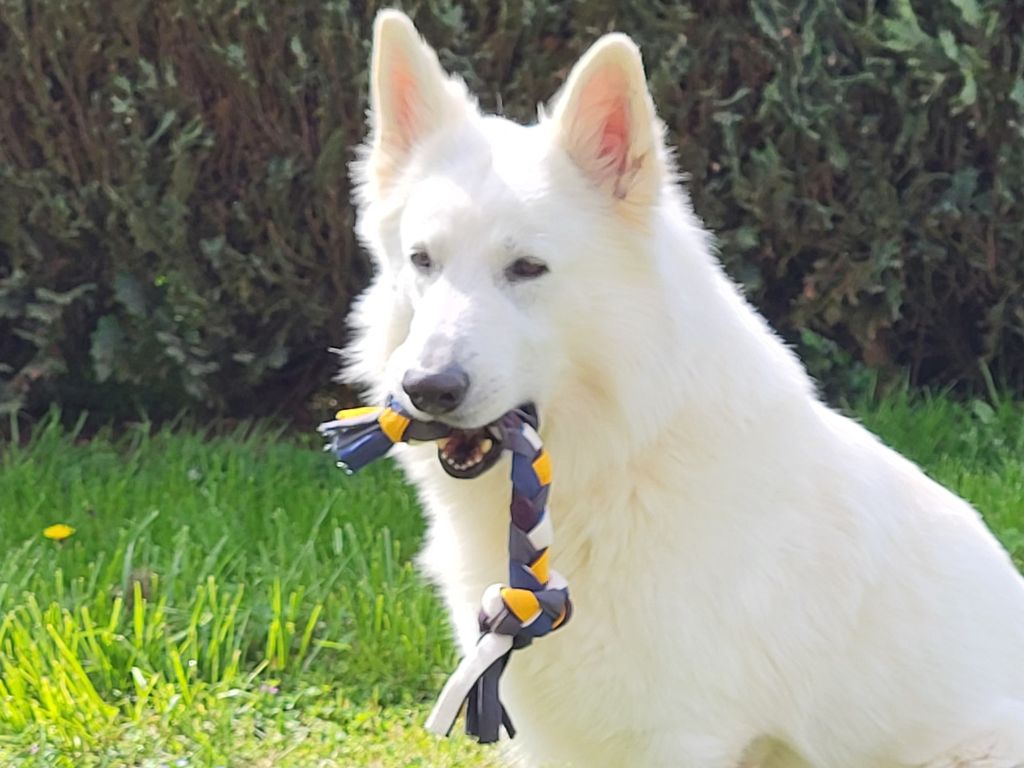 Jouet pour chien le nœud