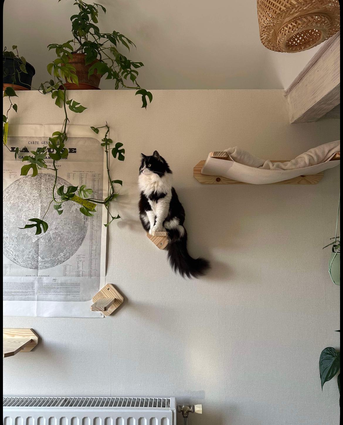 Mur d'escalade pour chat