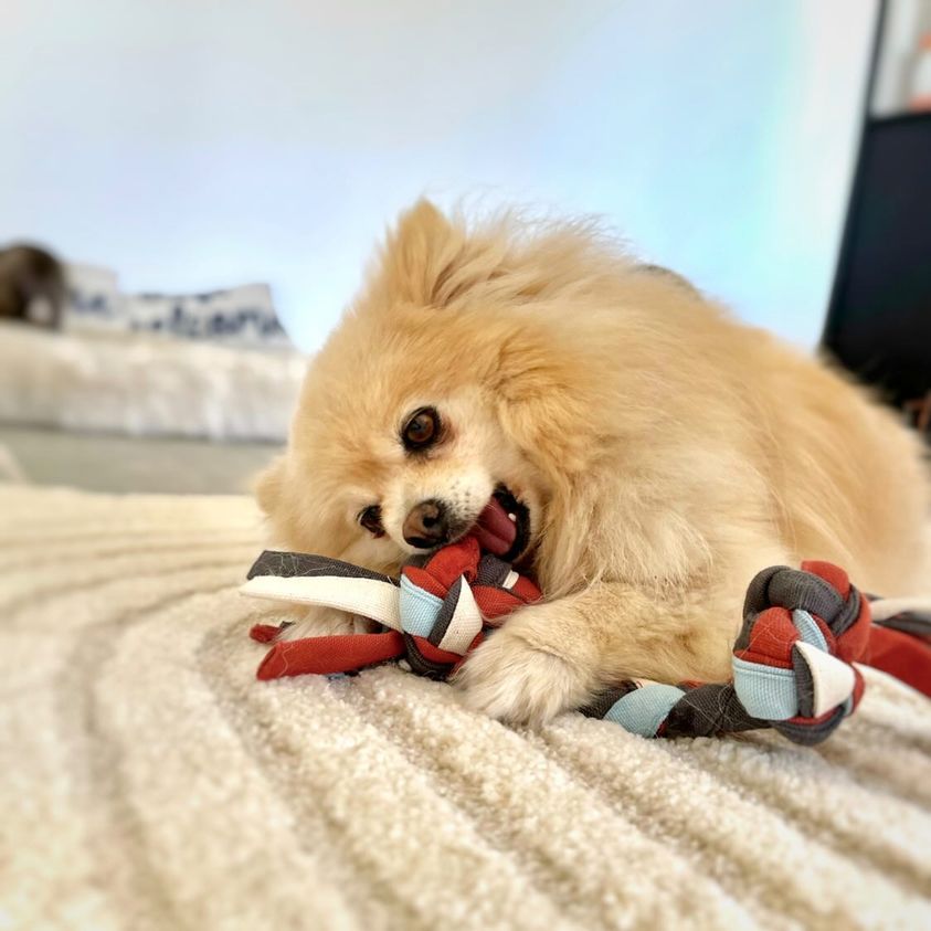 Jouet pour chien le nœud