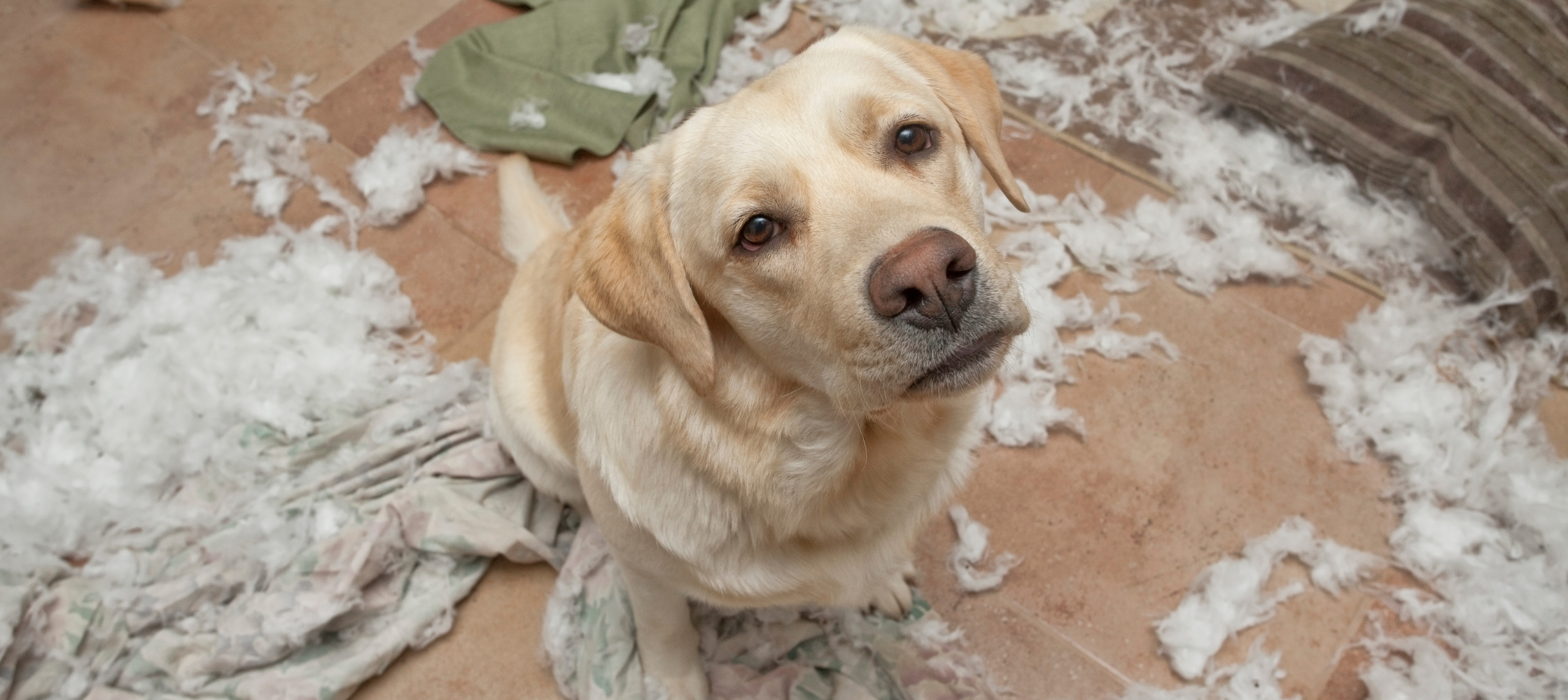 Votre chien détruit les coussins, que faire ?