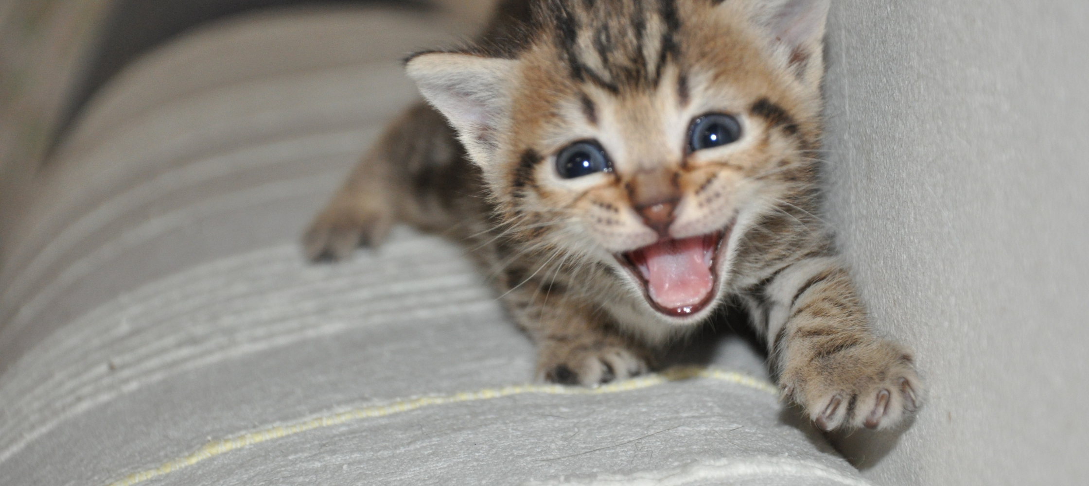 Le miaulement des chats : comprendre les sons de nos félins
