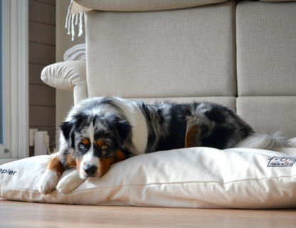 Dog beanbag