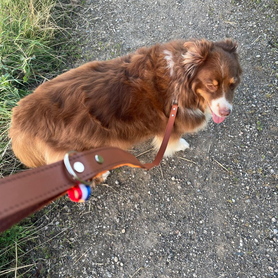 Laisse en cuir marron fait main pour chien : artisanal et robuste