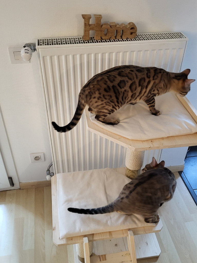 Arbre à chats en bois