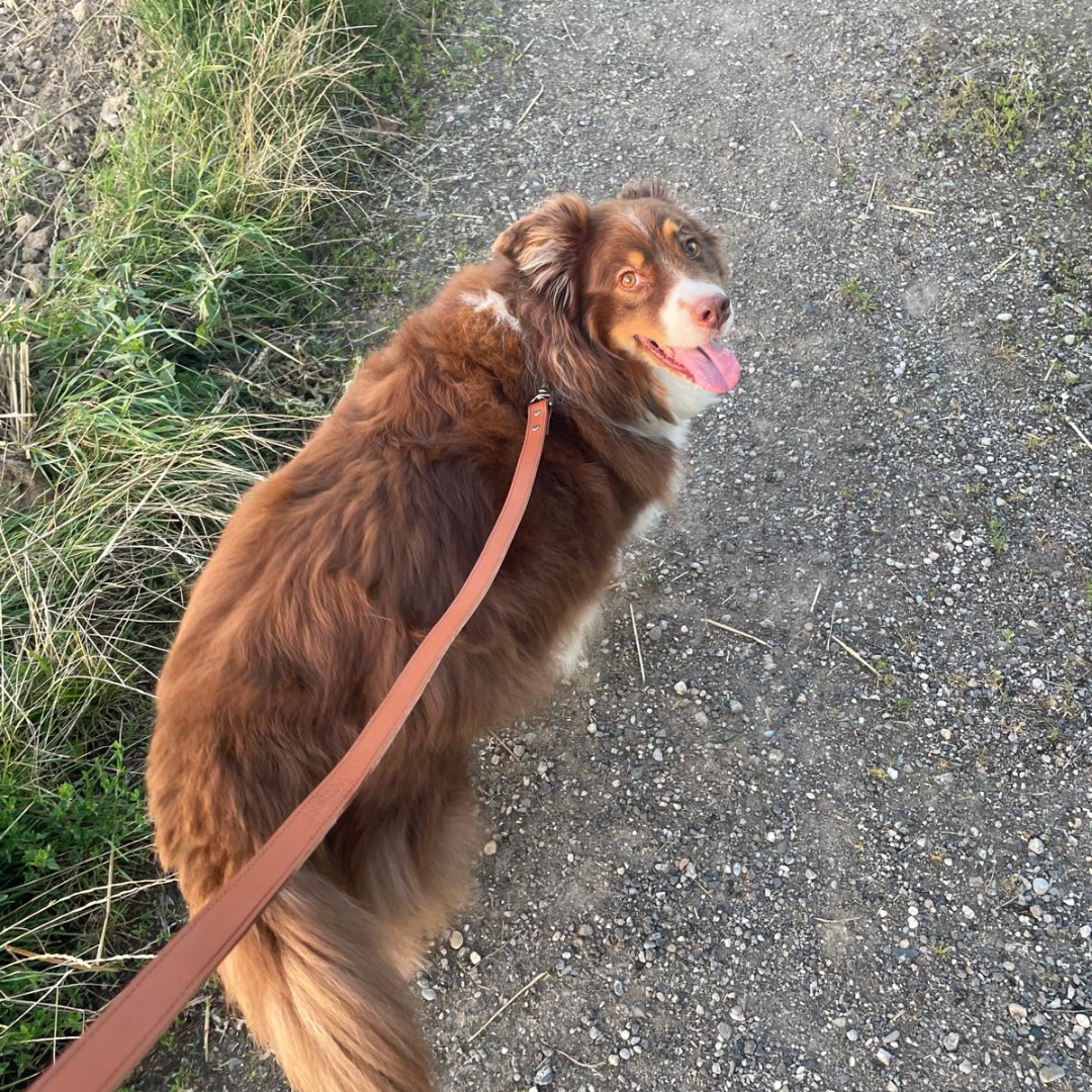 Laisse en cuir marron fait main pour chien : artisanal et robuste