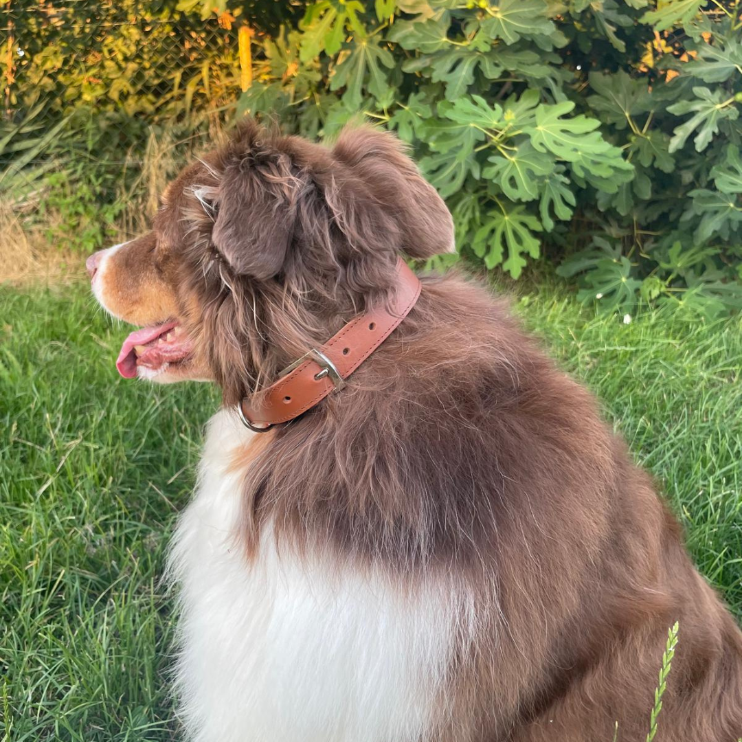 Collier en cuir marron fait main pour chien : artisanal et robuste