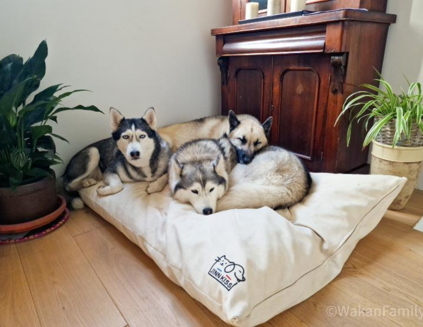 Dog beanbag